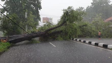 Awal Musim Hujan, Waspadi Pohon Tumbang